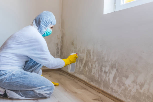 Licensed Mold Removal service in Union City, PA - Car Mold Remediation